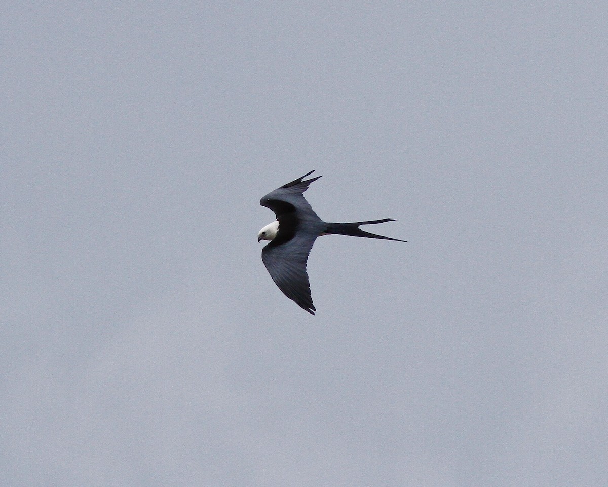 Swallow-tailed Kite - ML152069571