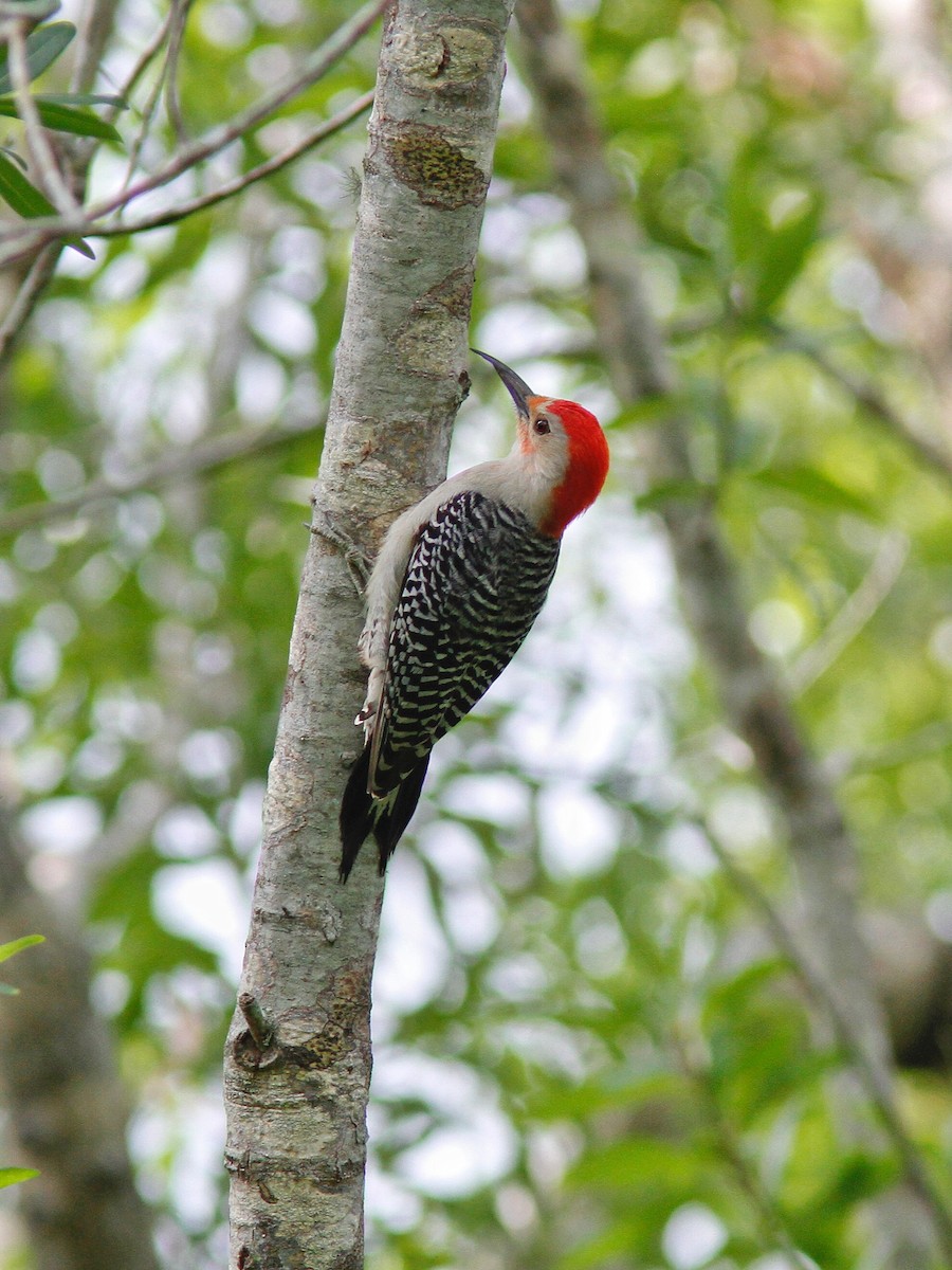 Red-bellied Woodpecker - ML152069631