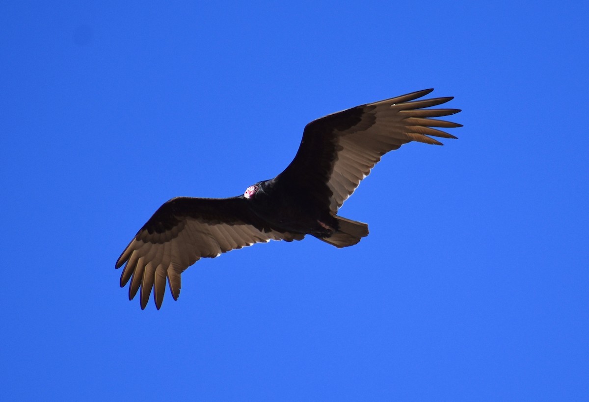 Turkey Vulture - Trish Berube