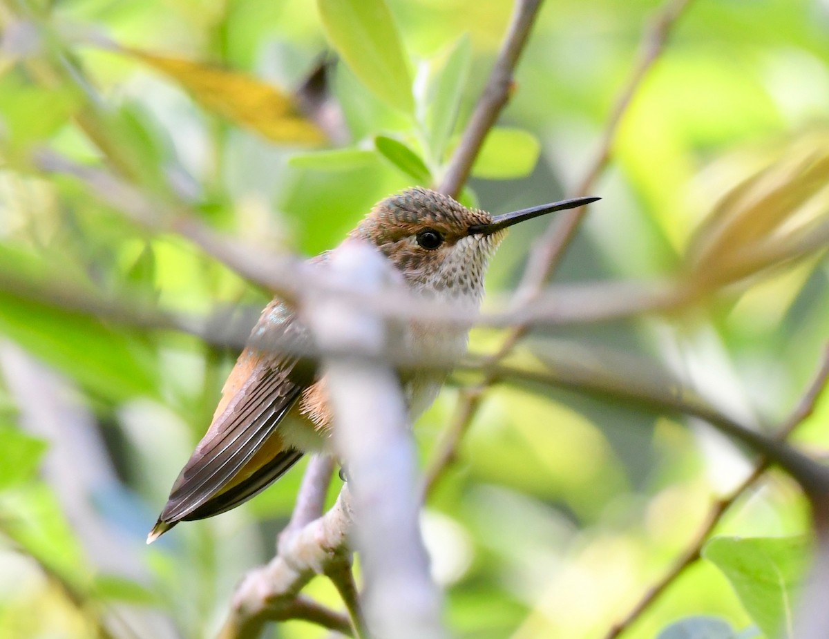 Allen's Hummingbird - Adam Dudley