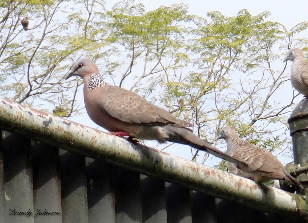 Spotted Dove - ML152070621