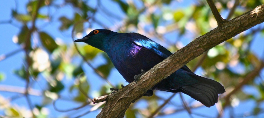 Greater Blue-eared Starling - Anabel&Geoff Harries