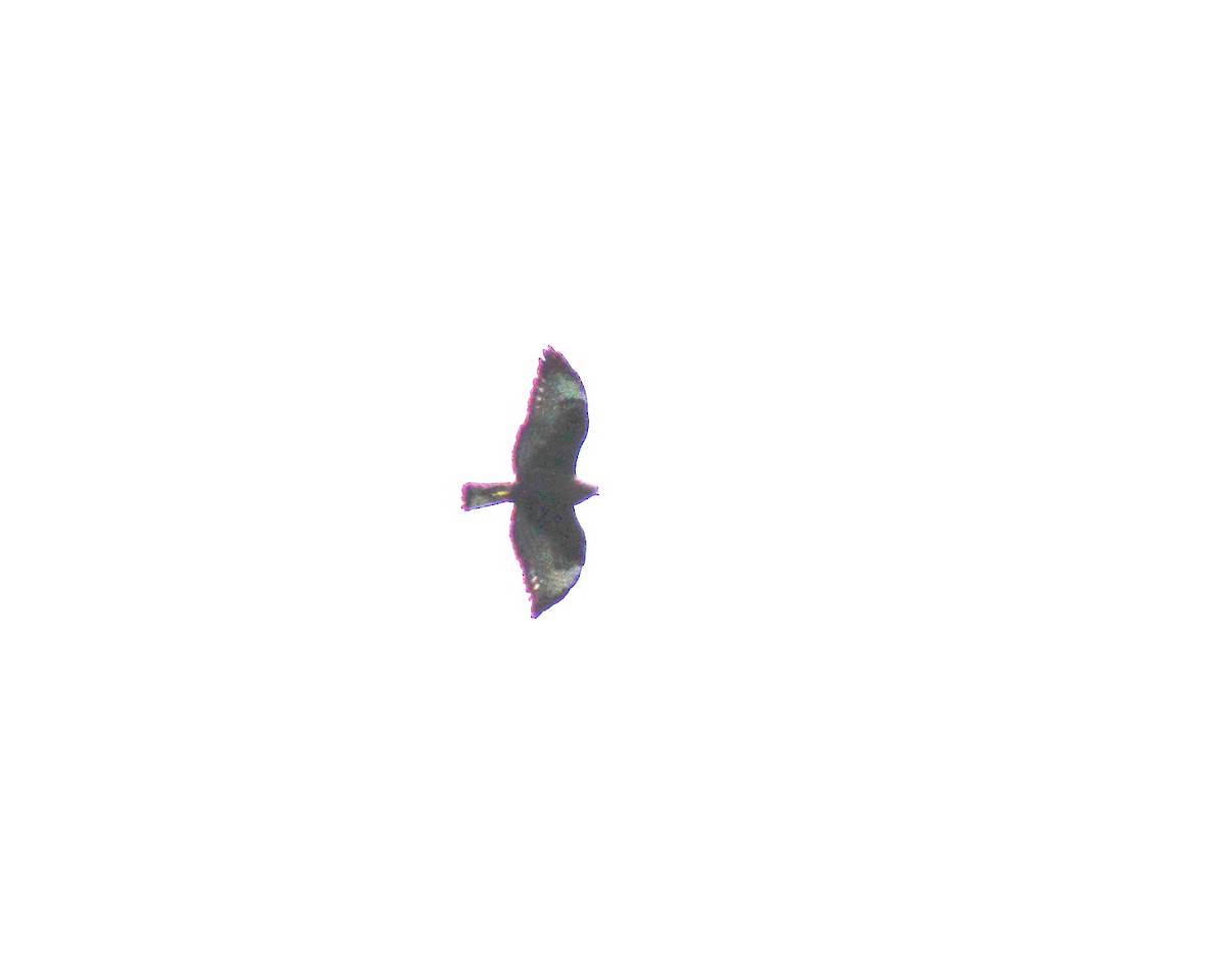 Short-tailed Hawk - Serge Cloutier