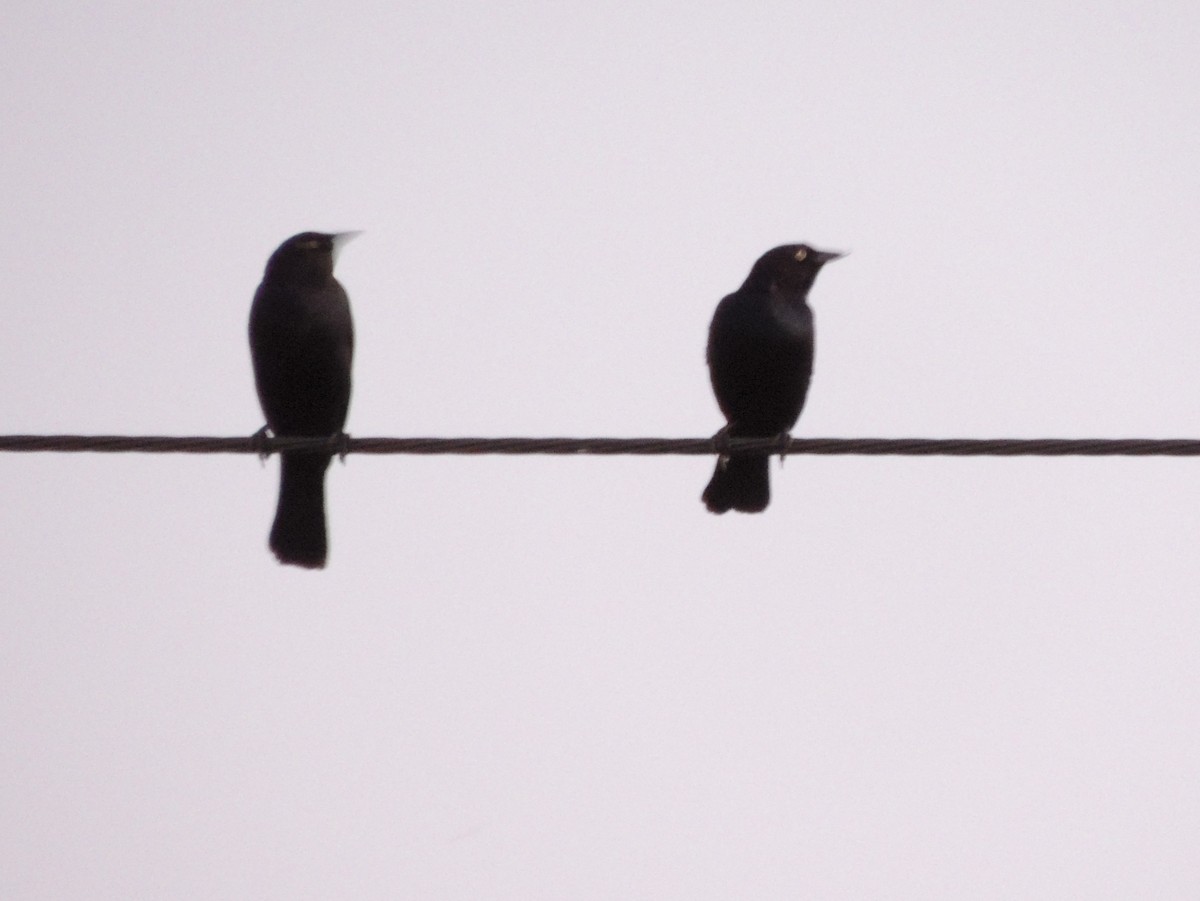 blackbird sp. - Brian Nicholas