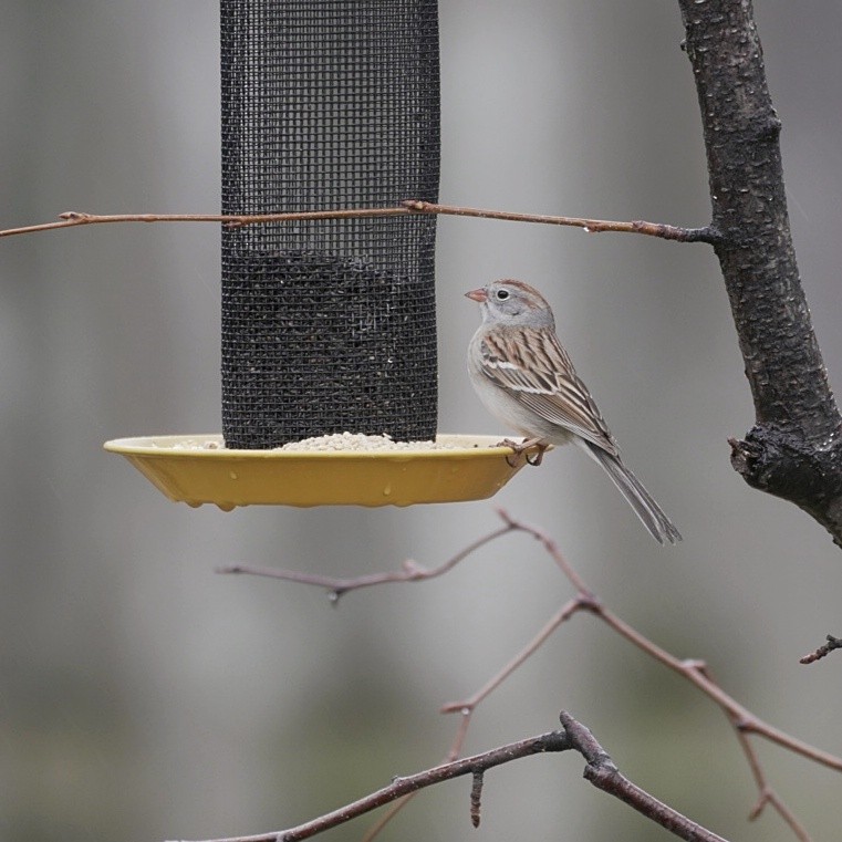 Field Sparrow - ML152073011