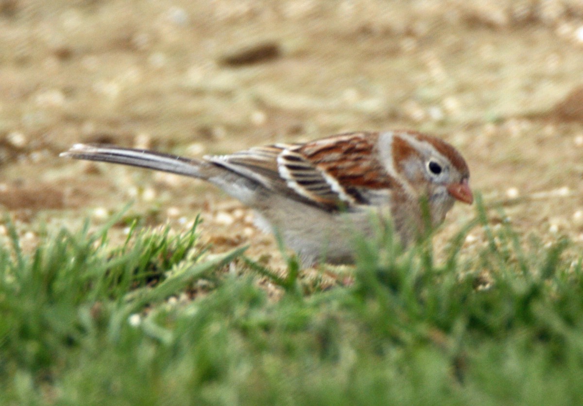 Field Sparrow - Gerald Teig