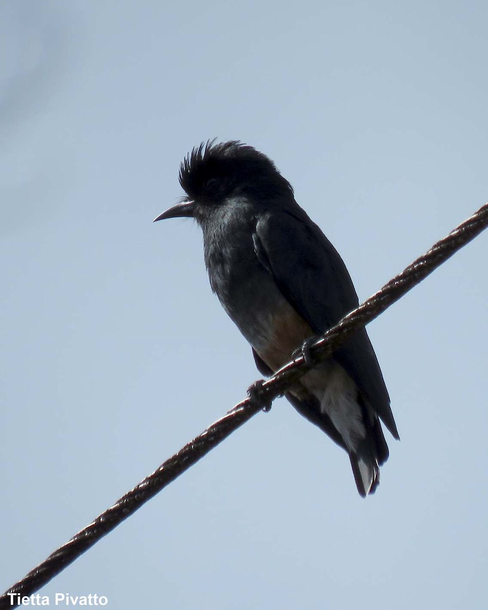 Swallow-winged Puffbird - Maria Antonietta Castro Pivatto