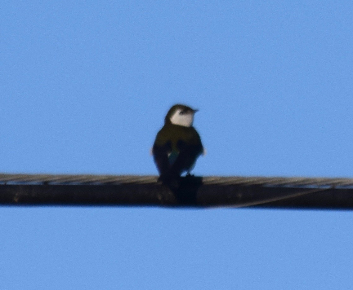 Violet-green Swallow - ML152074951