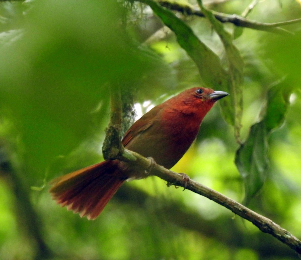 Red-crowned Ant-Tanager - Danilo Moreno