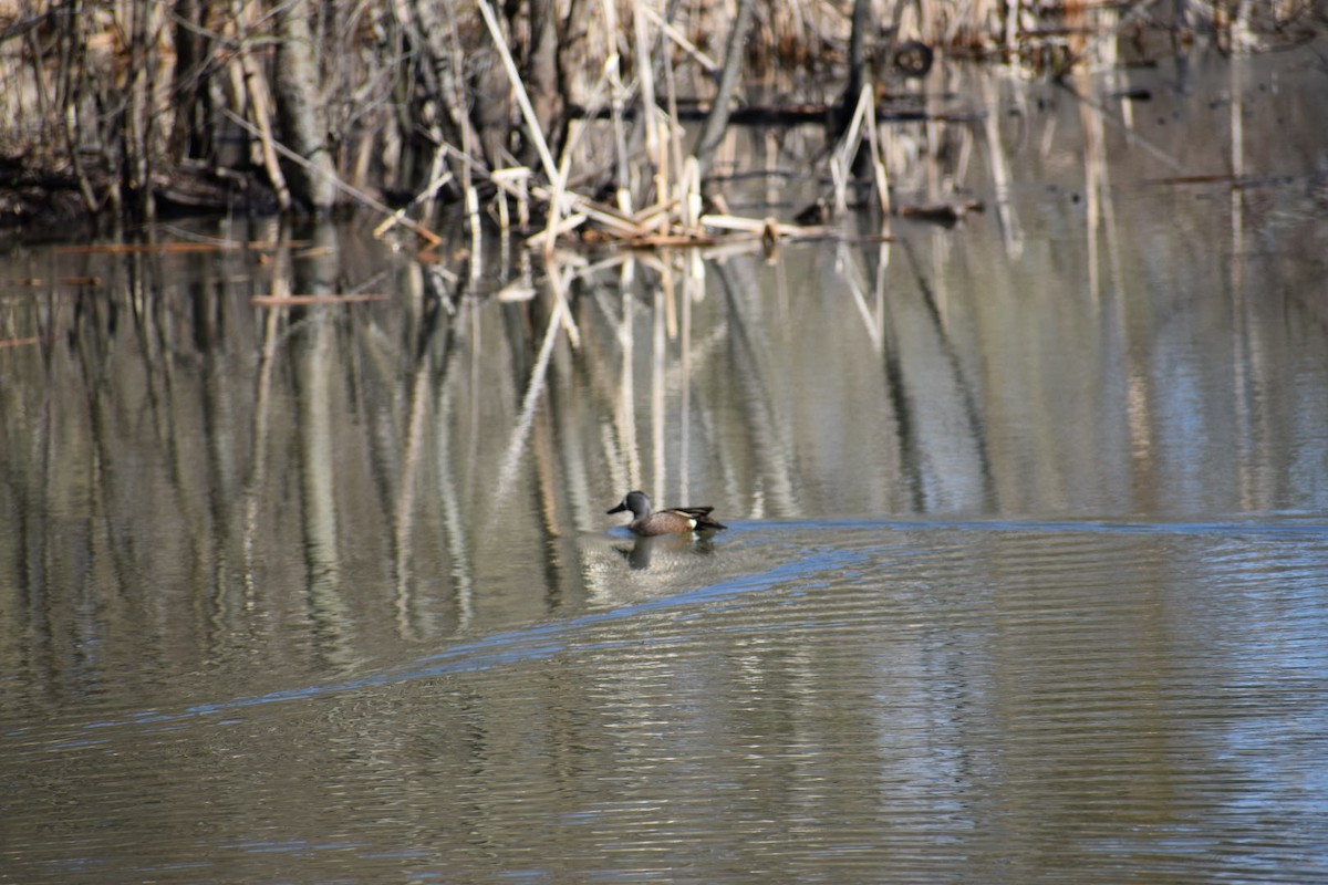 Blue-winged Teal - ML152075451