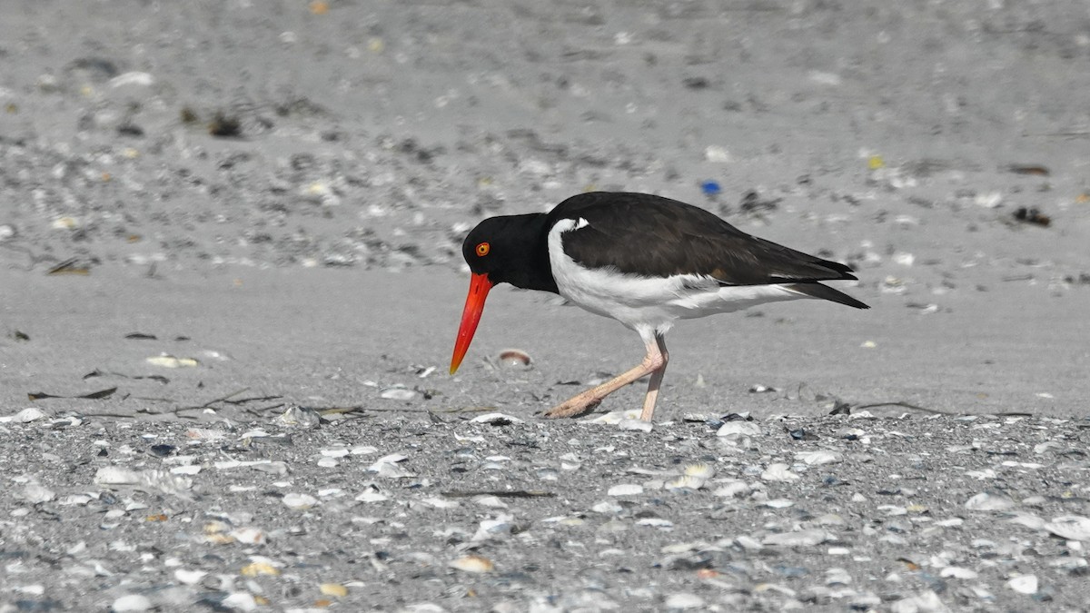 American Oystercatcher - Barry Day