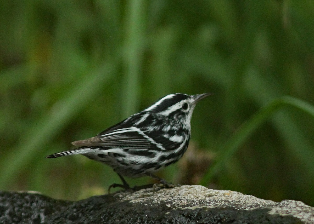 Black-and-white Warbler - Mary Keim