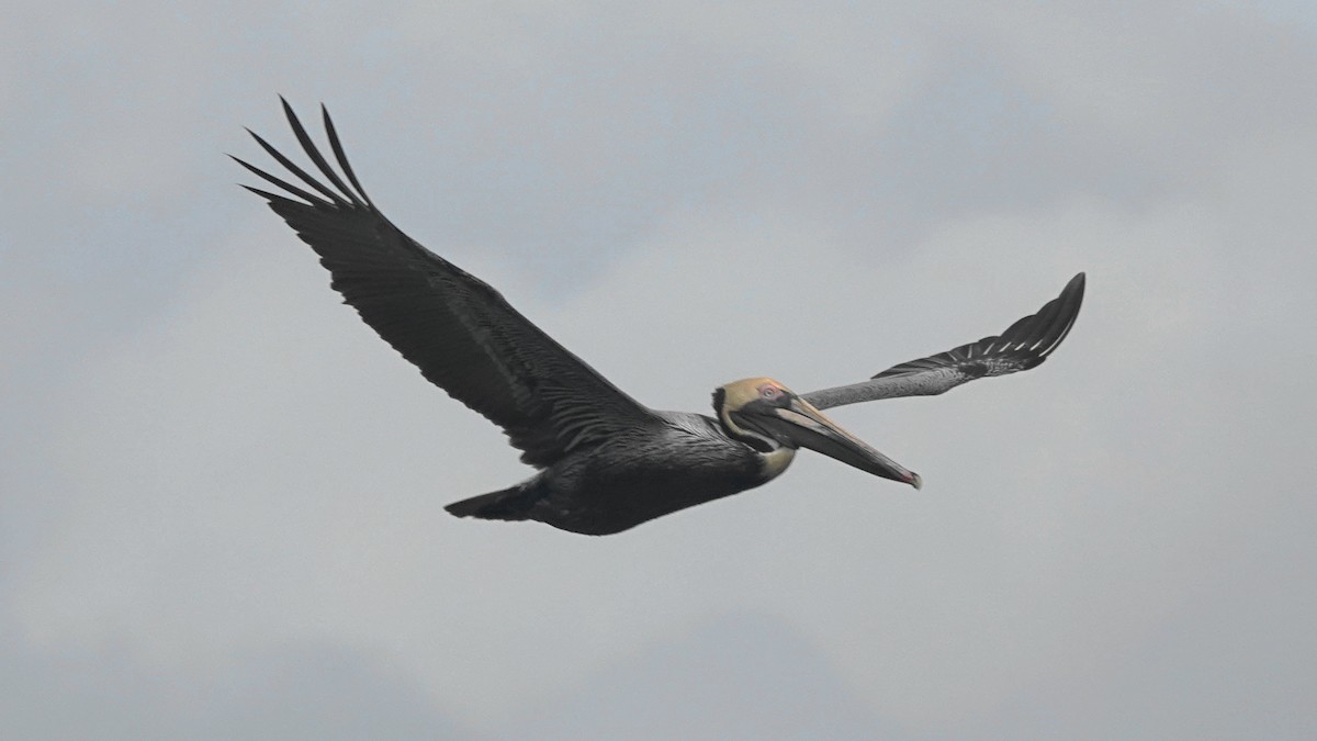 Brown Pelican - Barry Day