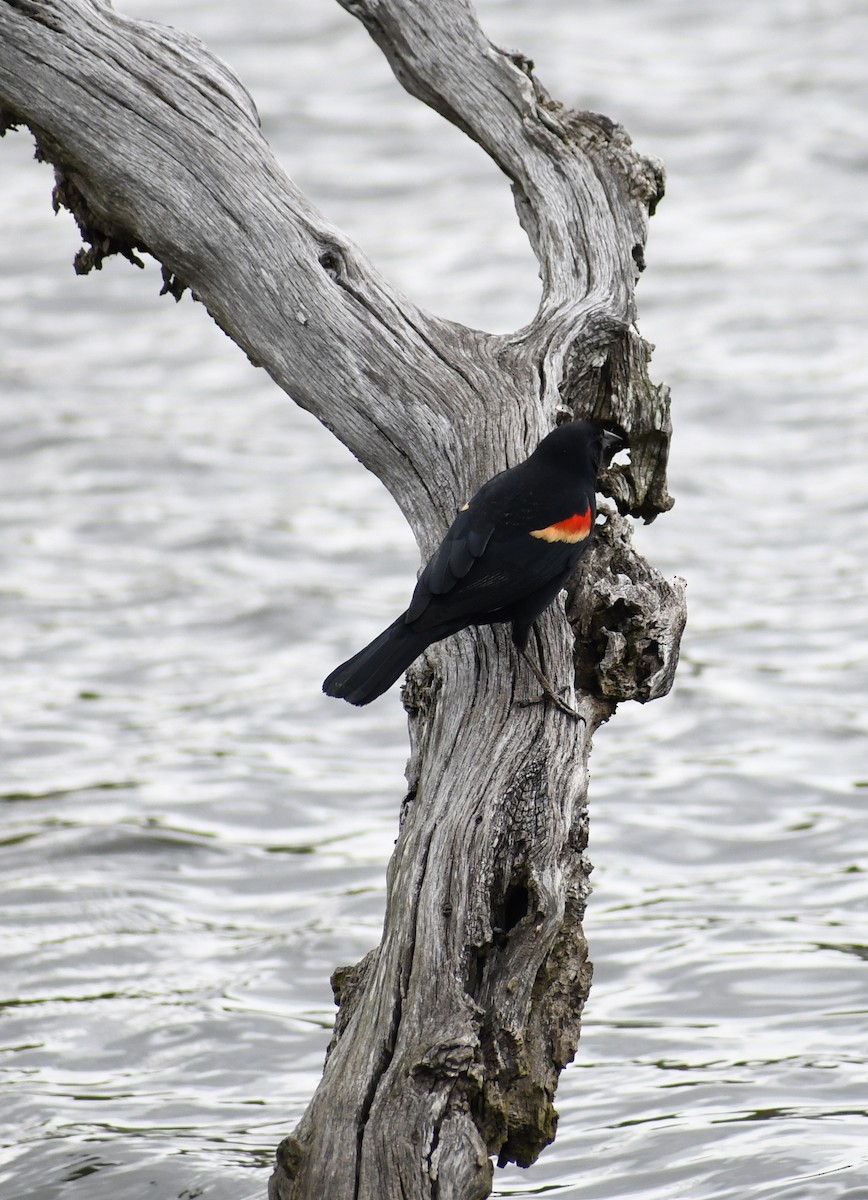 Red-winged Blackbird (Red-winged) - Edward Clark