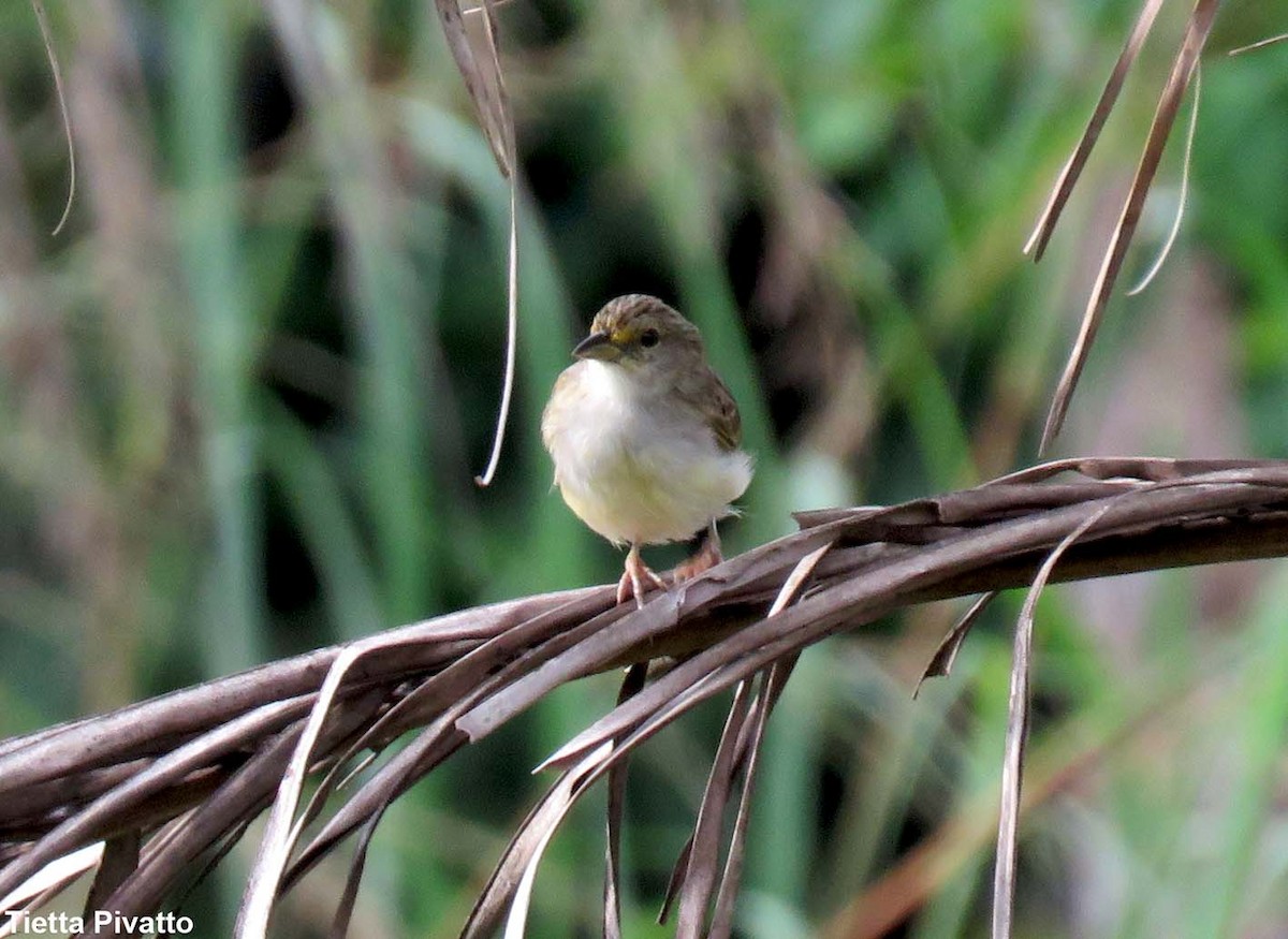 Yellow-browed Sparrow - Maria Antonietta Castro Pivatto