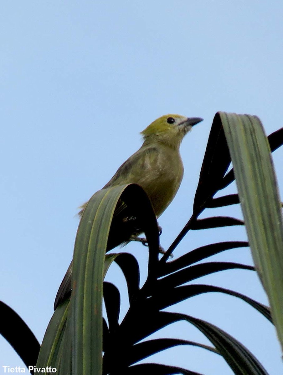 Palm Tanager - ML152077401