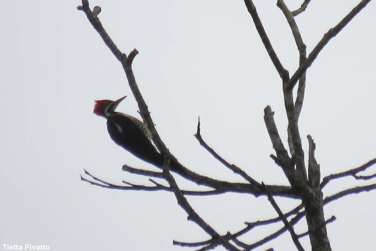 Lineated Woodpecker - ML152078361