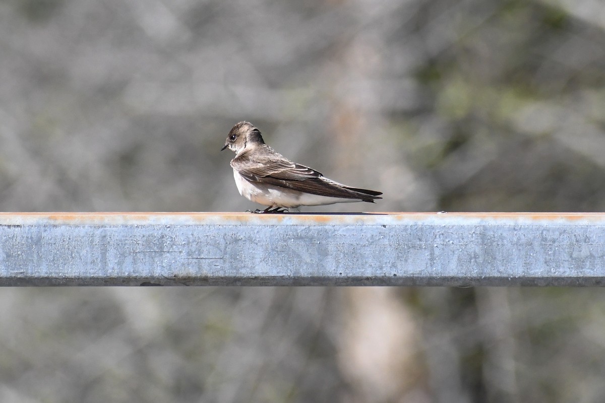 Northern Rough-winged Swallow - Sabrina O