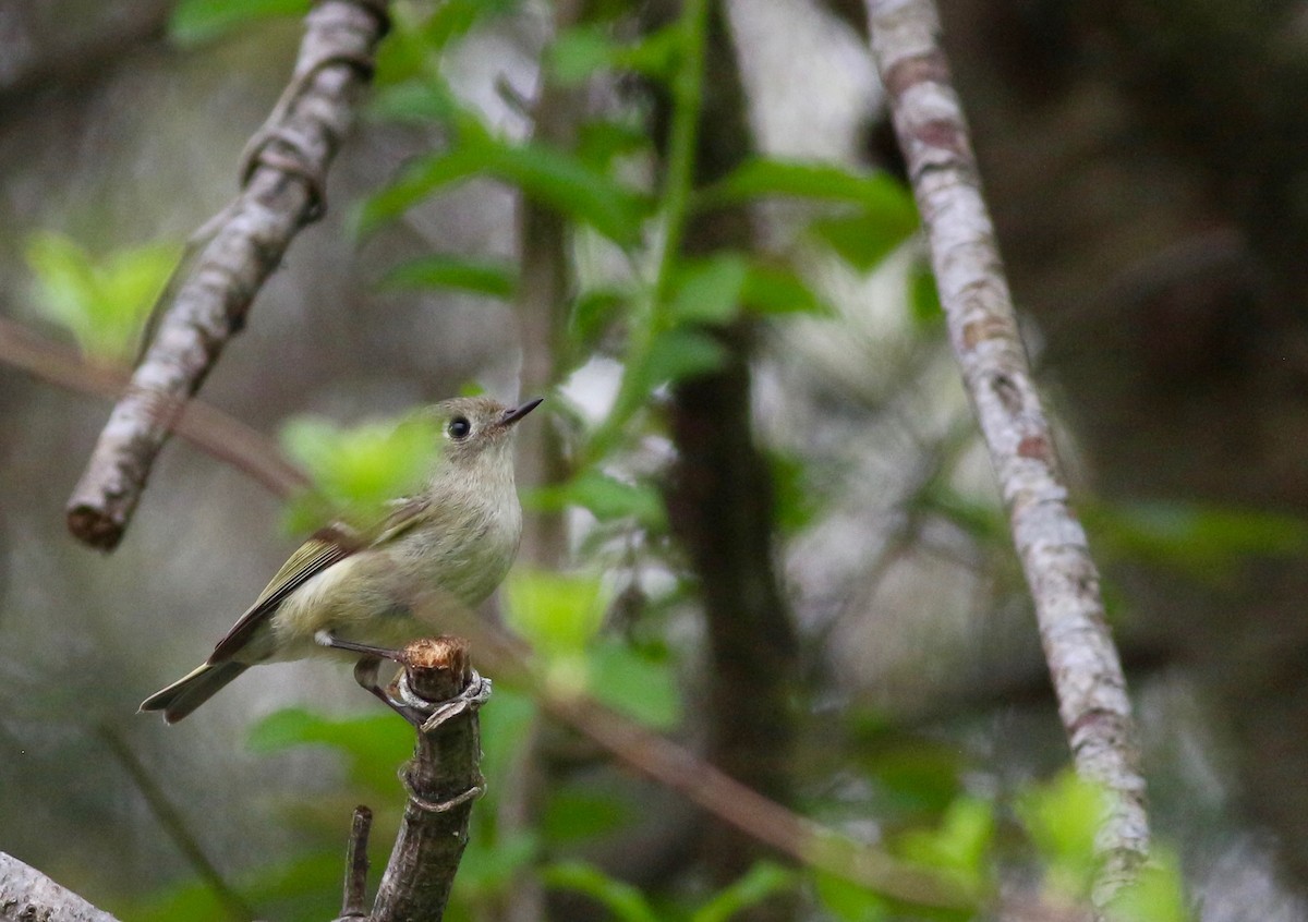 Ruby-crowned Kinglet - Theo Staengl