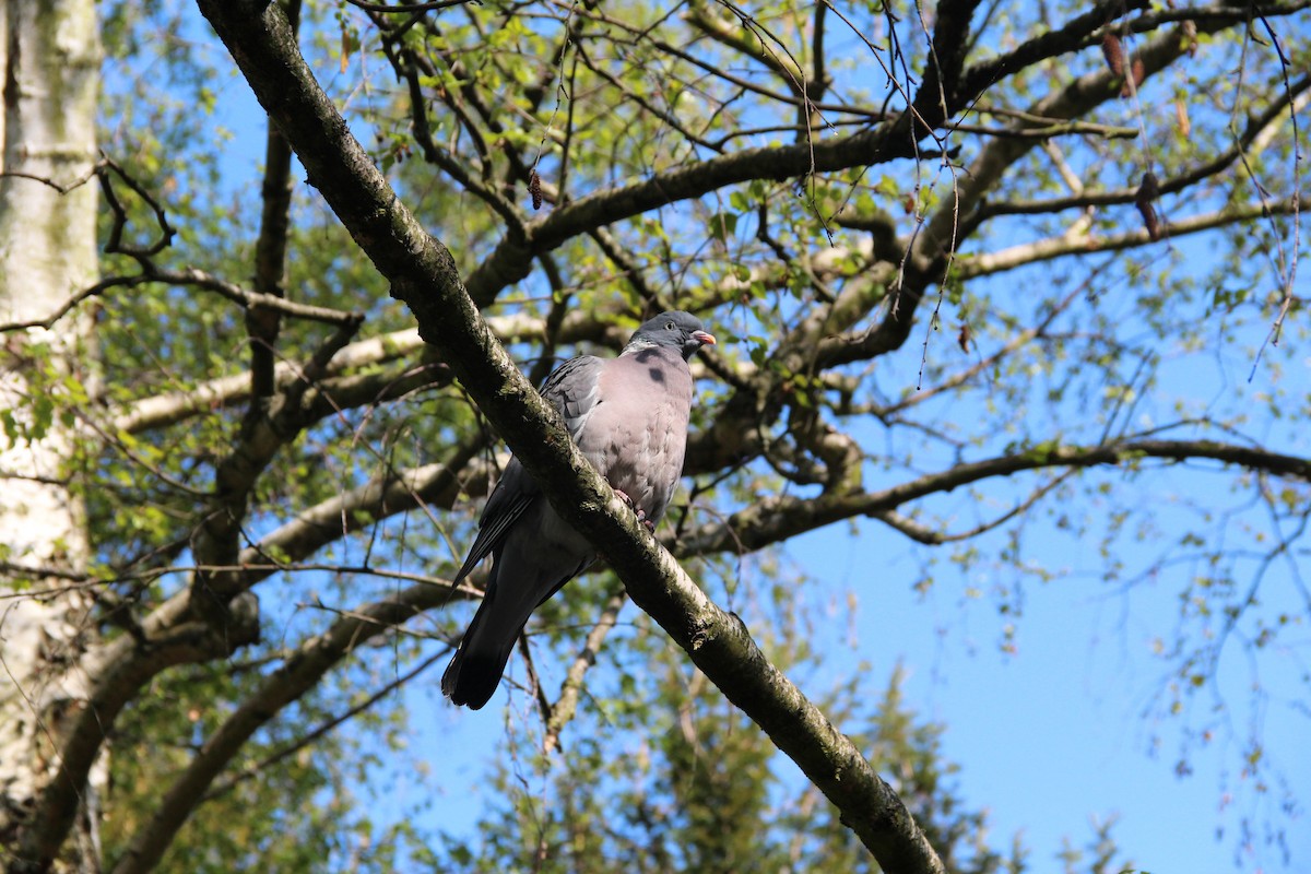 Common Wood-Pigeon - John Falcone