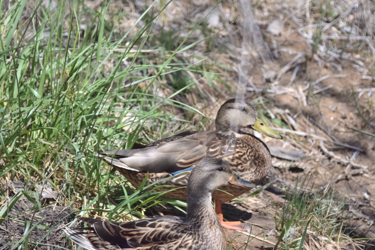 eBird Checklist - 19 Apr 2019 - Corrales Bosque--Dixon Rd. Access - 17 ...