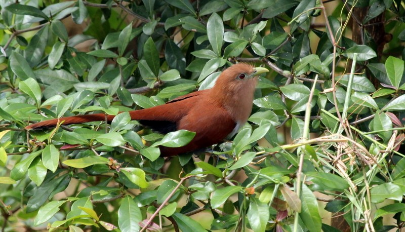 Squirrel Cuckoo - Rolando Chávez