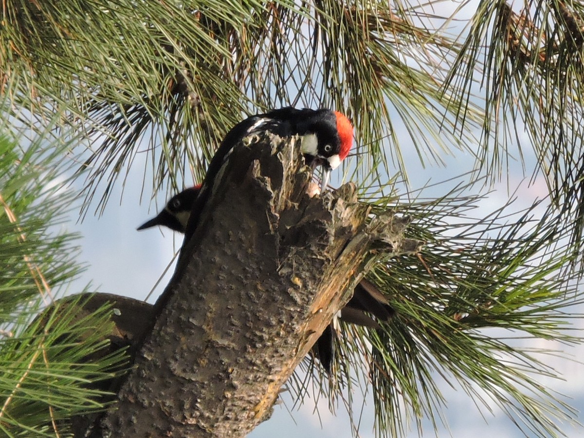 Acorn Woodpecker - ML152080631