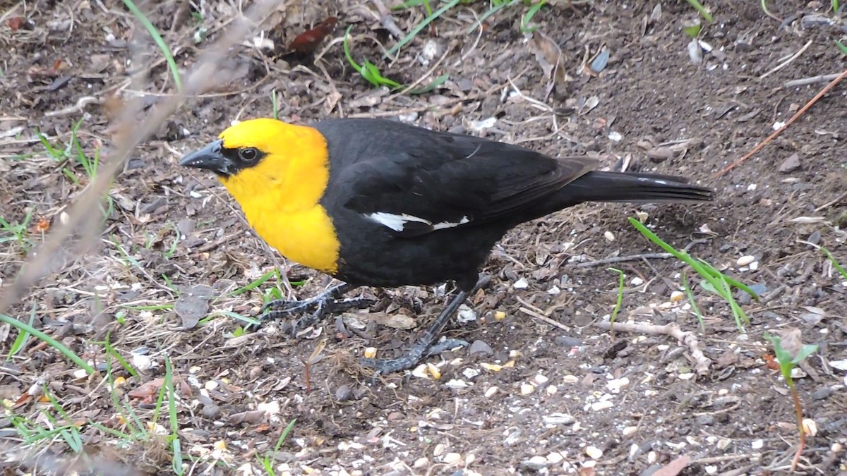 Yellow-headed Blackbird - Daniel Casey