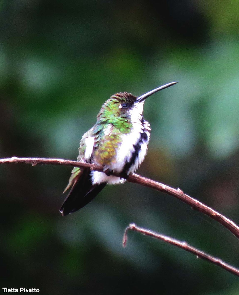 kolibřík zelenohrdlý - ML152081821