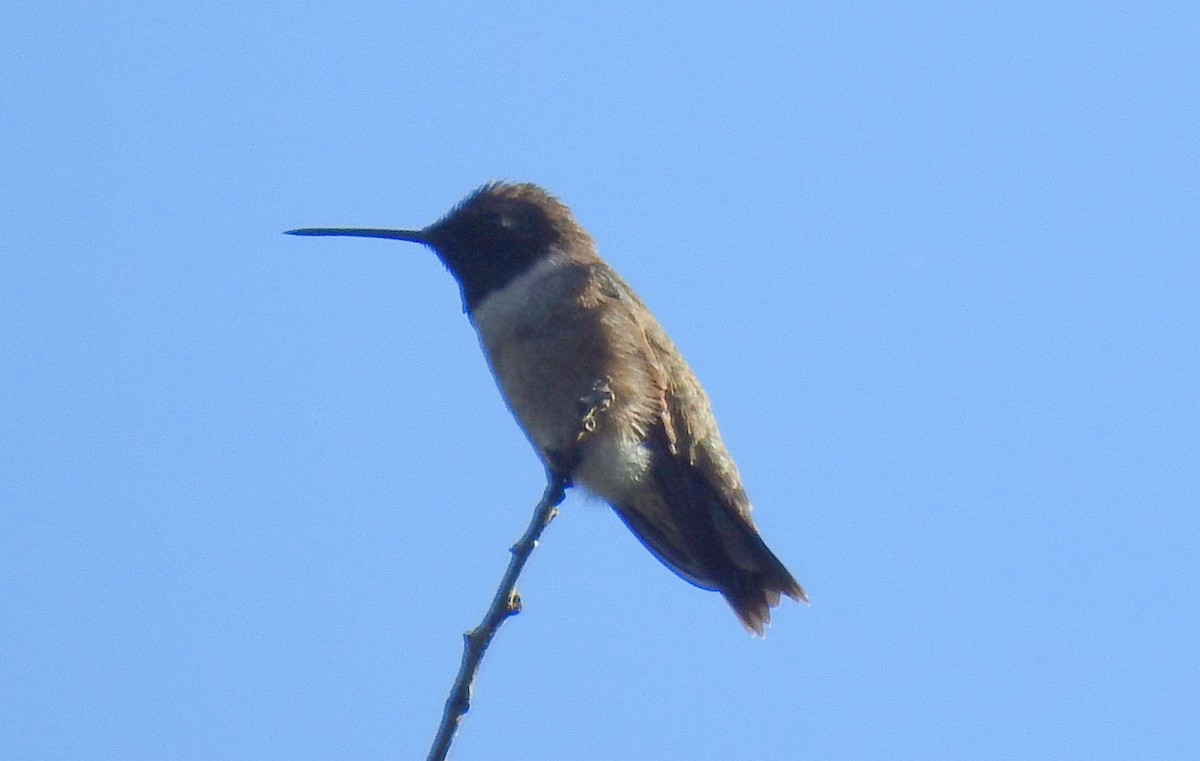Black-chinned Hummingbird - ML152082431
