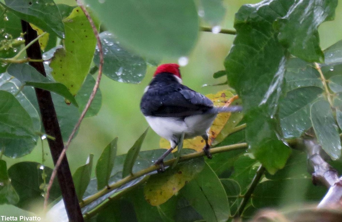 Red-capped Cardinal (Red-capped) - ML152083181