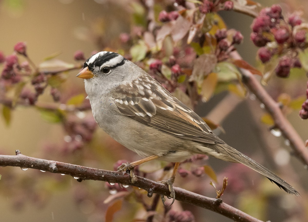 White-crowned Sparrow - Ian Routley