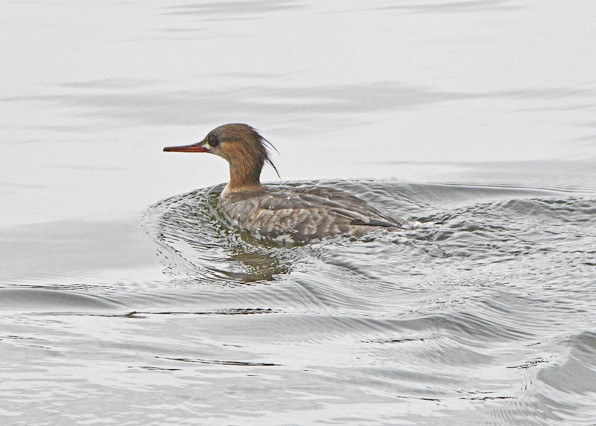 Red-breasted Merganser - Diane Constable