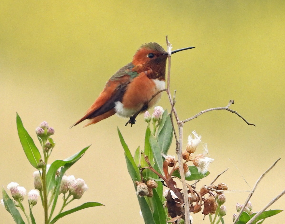 Allen's Hummingbird - Linda Thomas
