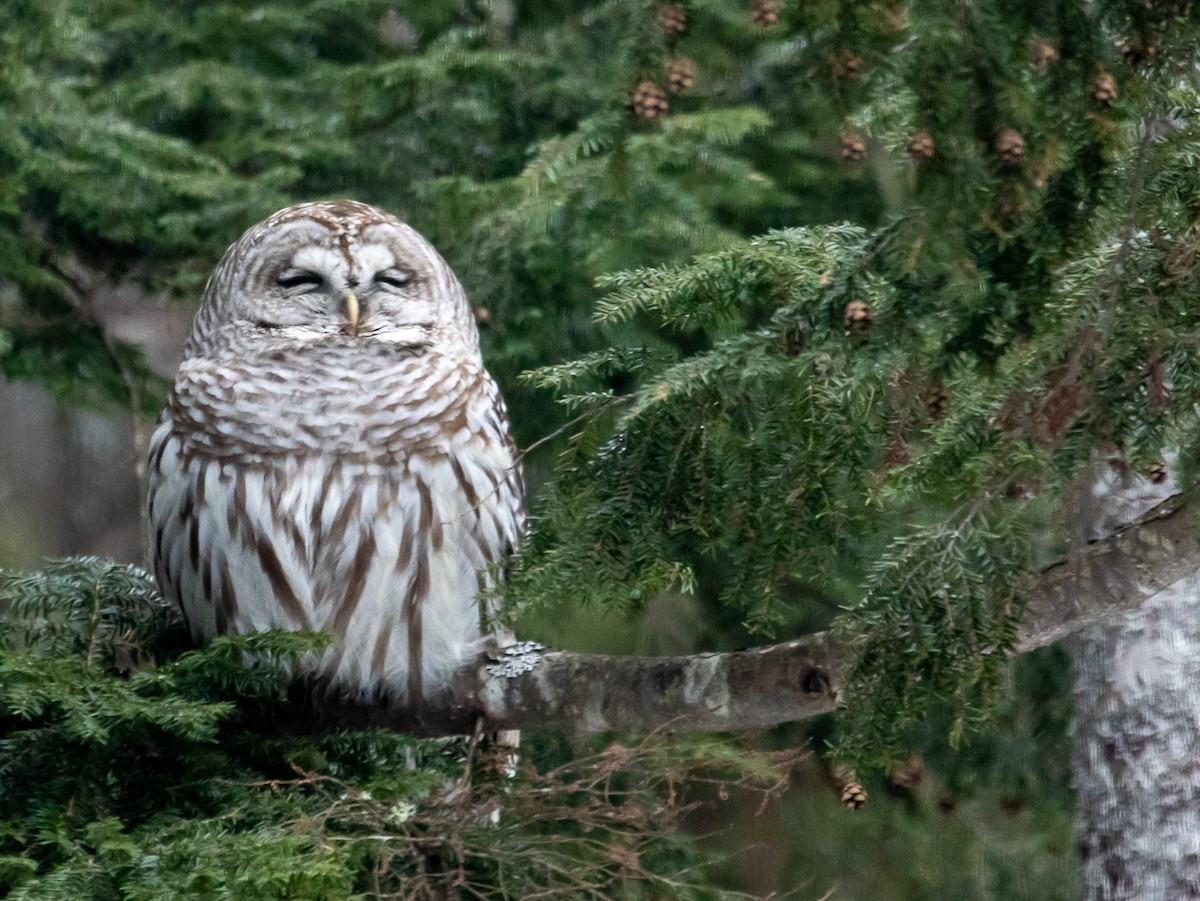 Barred Owl - John Keator