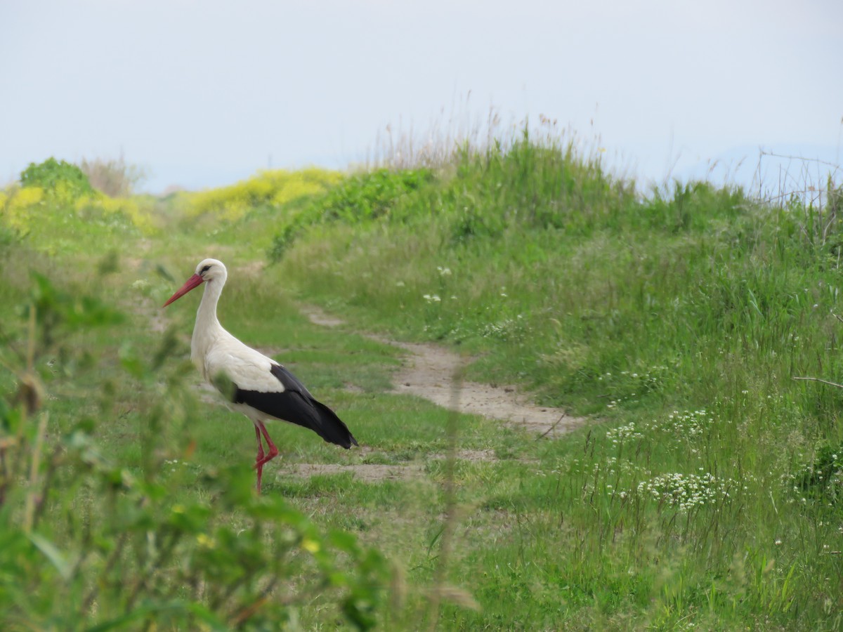 White Stork - ML152086321