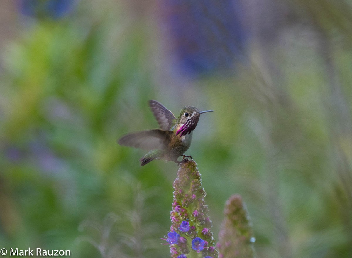Calliope Hummingbird - ML152086701
