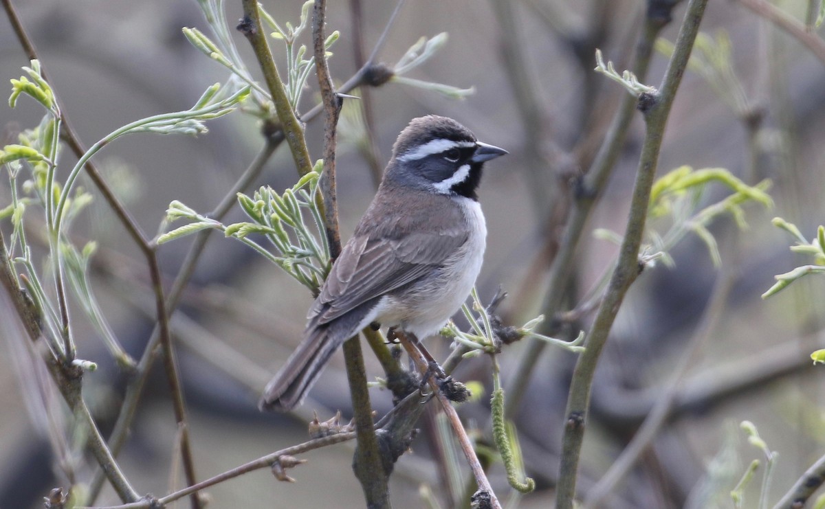 Black-throated Sparrow - Laurens Halsey