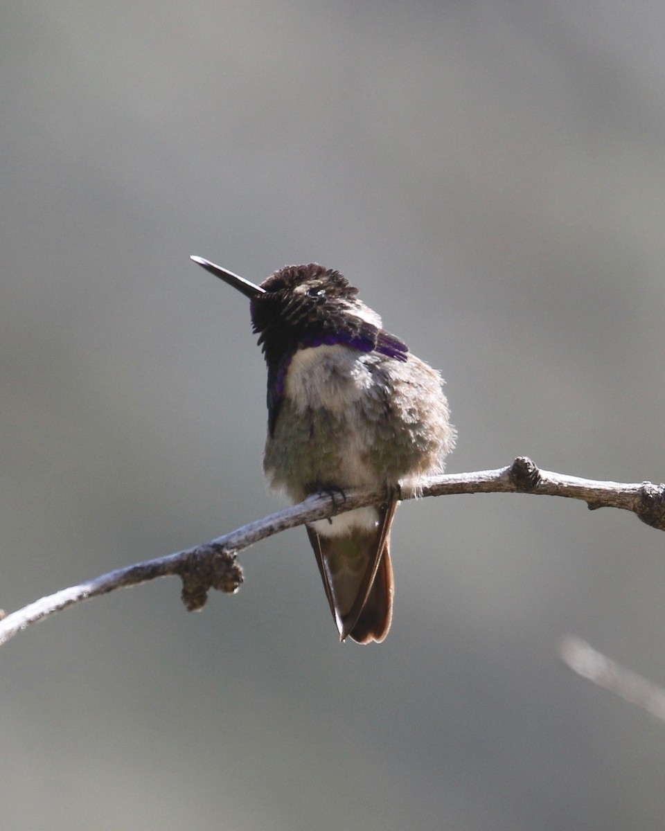 Costa's Hummingbird - Laurens Halsey