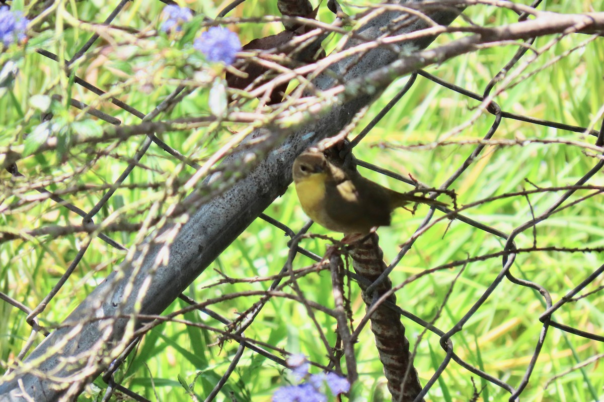 Common Yellowthroat - Kaaren Perry