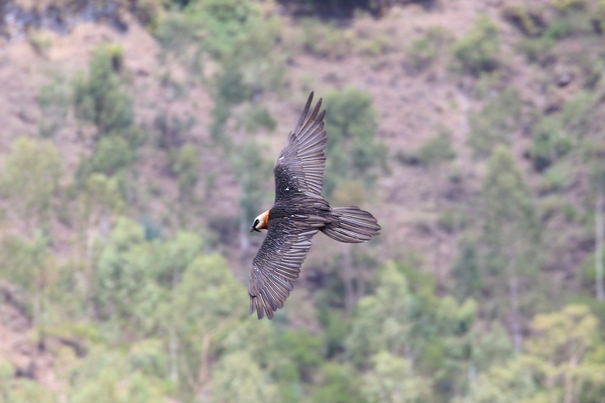 Bearded Vulture - ML152089591