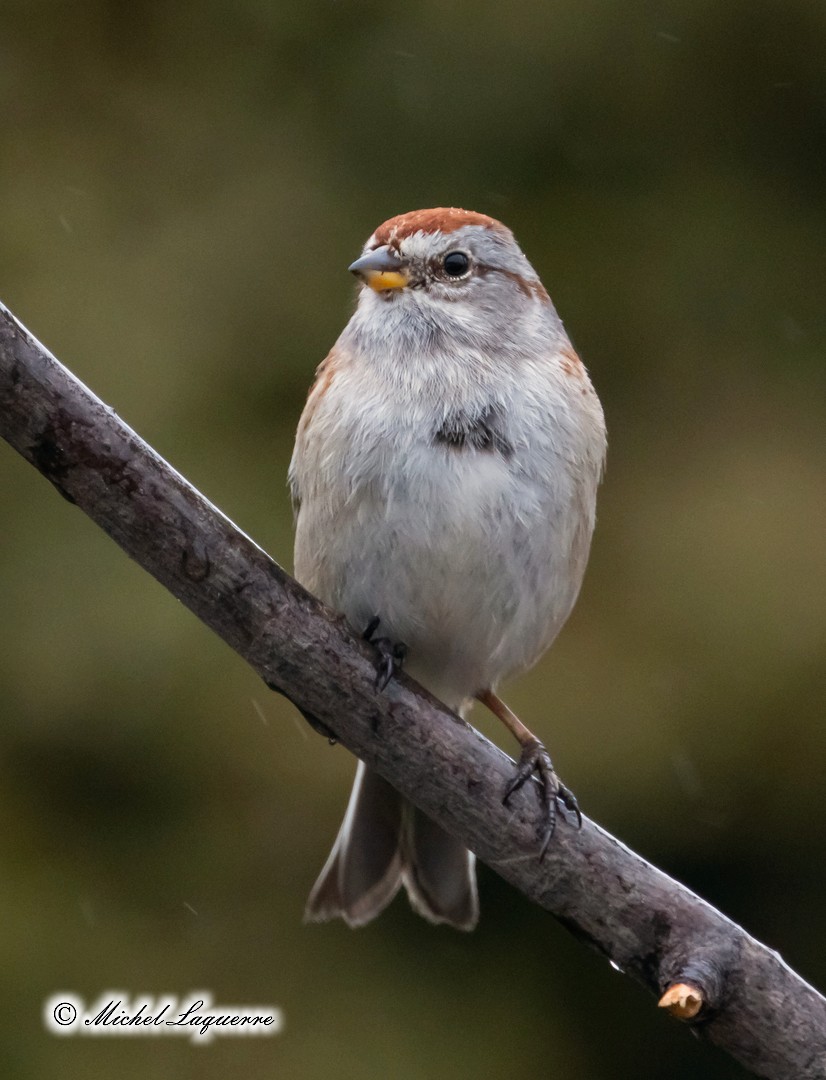 American Tree Sparrow - Michel Laquerre
