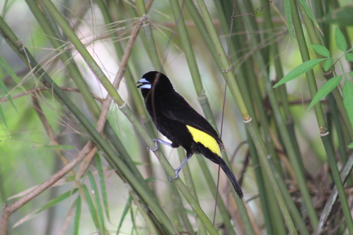 Flame-rumped Tanager - ML152091461