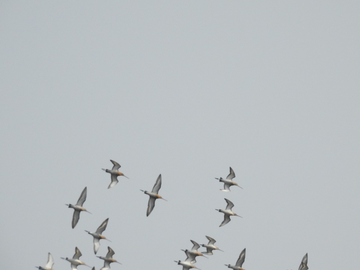 Black-tailed Godwit - Afsar Nayakkan