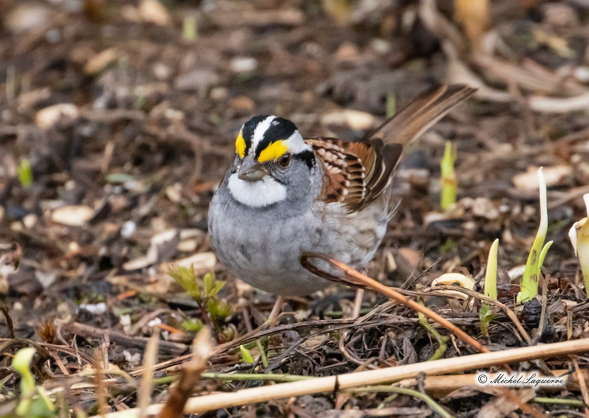 White-throated Sparrow - ML152091651