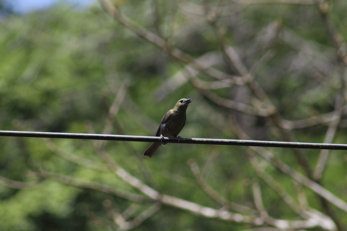 Palm Tanager - ML152091721