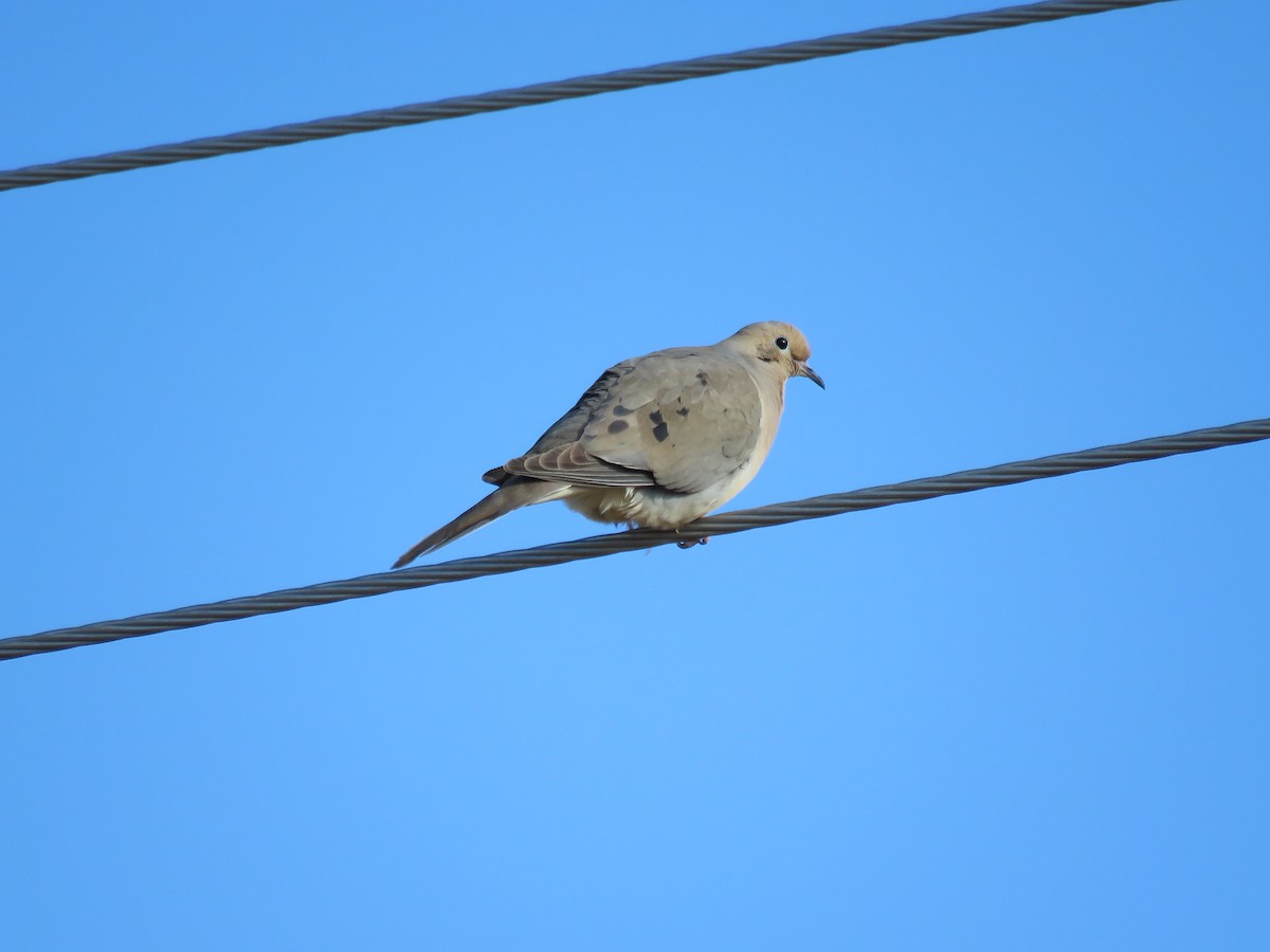 Mourning Dove - Del Nelson