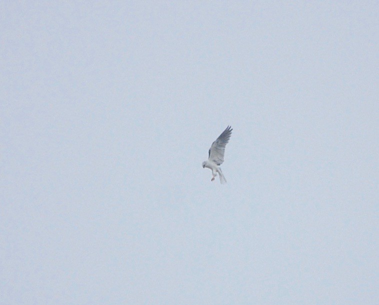 White-tailed Kite - ML152092881