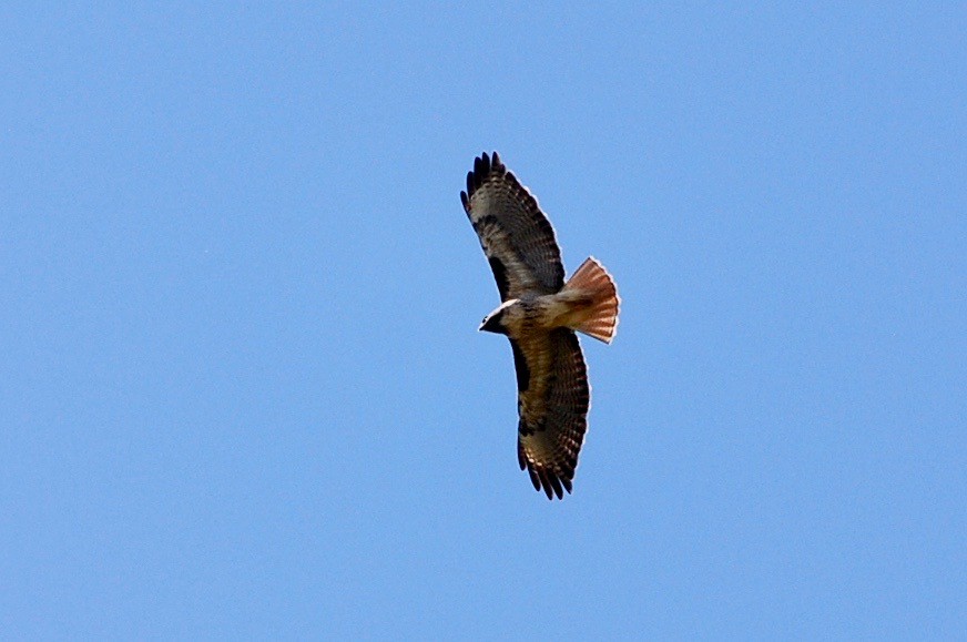Red-tailed Hawk - ML152093781