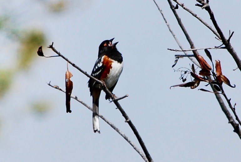 Spotted Towhee - John Forbes